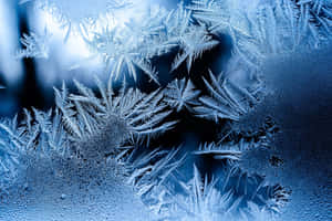 Contemptuous Frost Hd Wallpaper