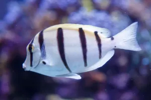 Convict Surgeonfish In Aquarium Wallpaper