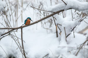 Cool Bird On Winter Tree Branch Wallpaper