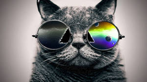 Cool Black Fat Cat Best Hd Wallpaper