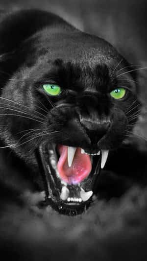 Cool Black Panther Animal 800 X 1422 Wallpaper