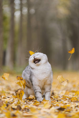 Cool Cat Playing Leaves Wallpaper