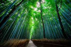 Cool Chinese Bamboo 4k Forest Wallpaper