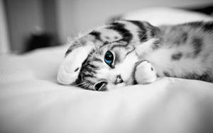 Cool Cute Cat In Bed Wallpaper