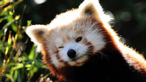 Cool Cute Red Panda Wallpaper