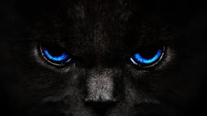 Cool Dark Blue Eyes Cat Wallpaper