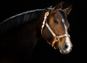 Cool Dark Brown Horse Face Wallpaper