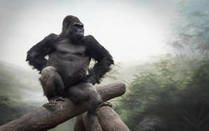 Cool Gorilla Wildlife Forest Nature Wallpaper