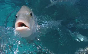 Cool Gray Fish Wallpaper