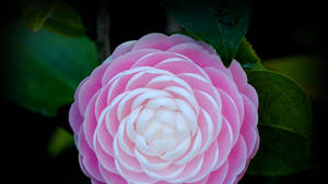 Cool Japanese Camellia Wallpaper