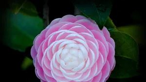 Cool Japanese Camellia Wallpaper