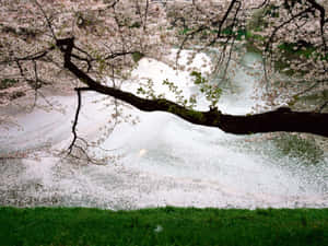 Cool Japanese Tree In Sakura Season Wallpaper