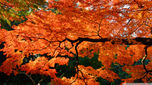 Cool Japanese Tree With Orange Leaves Wallpaper