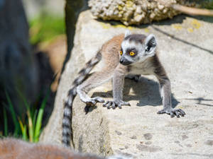 Cool Lemur Glancing Surroundings Wallpaper