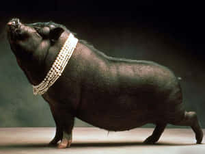 Cool Piggy With Pearl Necklace Wallpaper