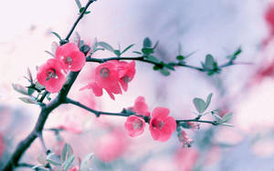 Cool Pink Flower Wallpaper