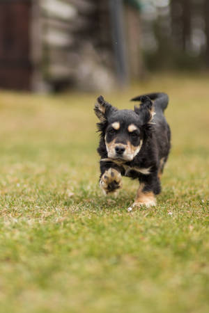 Cool Puppy Running Wallpaper