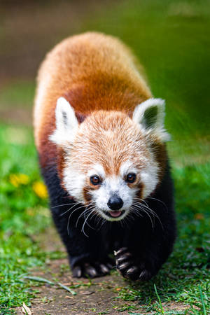 Cool Red Panda Wallpaper