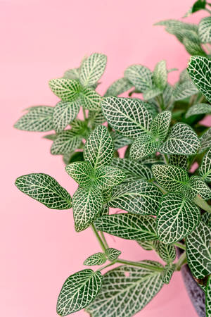 Cool Simple Nerve Plant Wallpaper