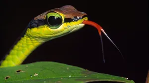 Cool Snake With Big Round Eyes Wallpaper