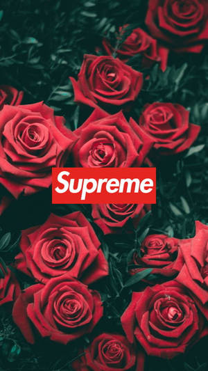 Cool Supreme Red Roses Wallpaper