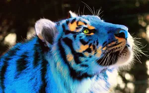 Cool Tiger In Shades Of Blue And Yellow Wallpaper