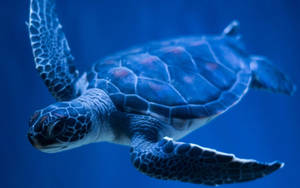 Cool Turtle Under The Blue Sea Wallpaper