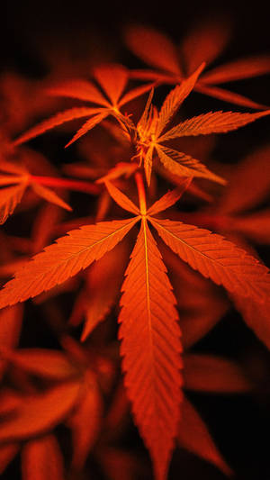 Cool Weed Orange Portrait Wallpaper