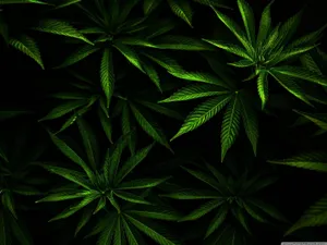 Cool Weed Plants Wallpaper