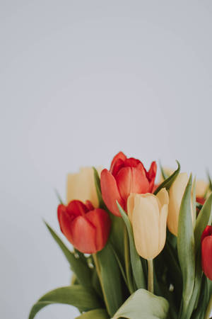 Coolest Iphone Tulips Wallpaper