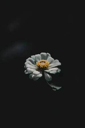 Coolest Iphone White Flower Wallpaper