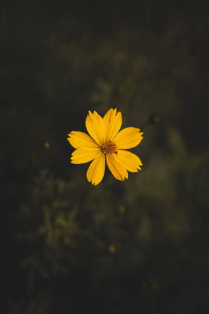 Coolest Iphone Yellow Flower Wallpaper