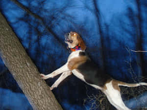 Coonhound_ Treeing_at_ Night.jpg Wallpaper