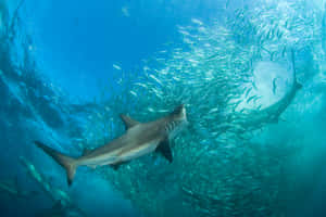 Copper Shark Hunting Schoolof Fish Wallpaper