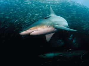 Copper Shark Schoolof Fish Wallpaper