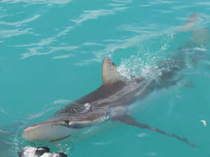 Copper Shark Swimming Crystal Waters.jpg Wallpaper