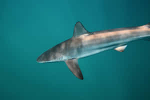 Copper Shark Swimming Underwater Wallpaper