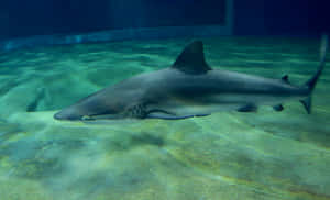 Copper Shark Swimming Underwater Wallpaper