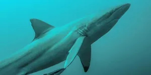 Copper Shark Underwater Wallpaper