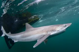 Copper Shark Underwater Swimming Wallpaper