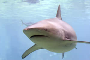 Copper Shark Up Close Wallpaper