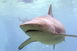 Copper Shark Up Close Wallpaper