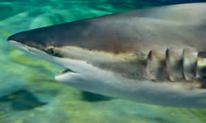 Copper Shark Up Close Wallpaper