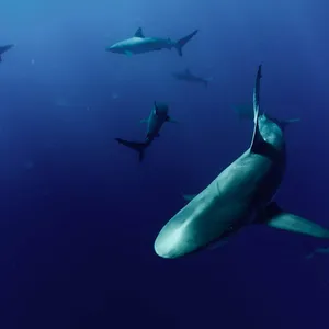 Copper Sharks Deep Blue Sea Wallpaper