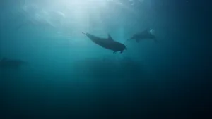 Copper Sharks Schoolof Fish Underwater Wallpaper