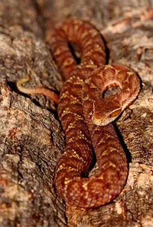 Copperhead Slithering On A Tree Wallpaper