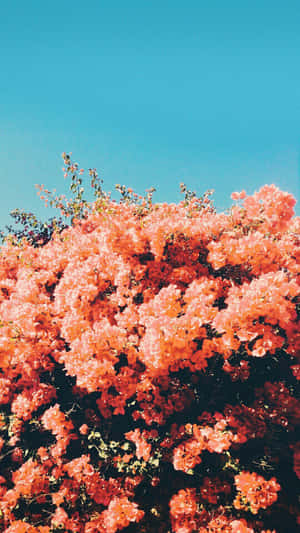 Coral Bloom Sky Wallpaper