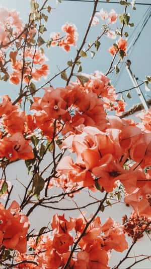 Coral Blooms Skyward Glance Wallpaper