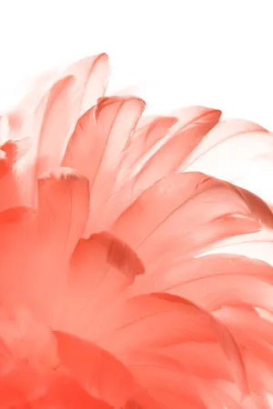 Coral Blush Floral Art Wallpaper