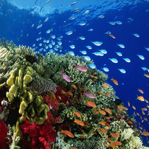 Coral Reef Colorful Fish Wallpaper